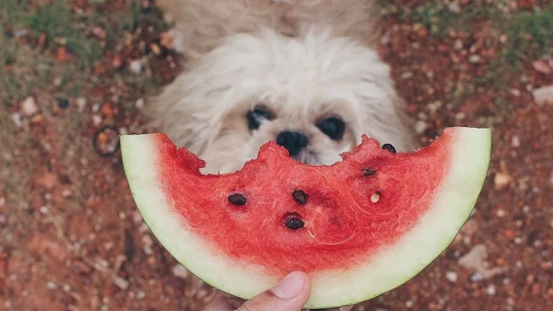 Can Maltese Eat Watermelon?