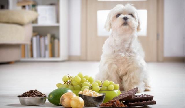 Can Maltese Dogs Eat Grapes?