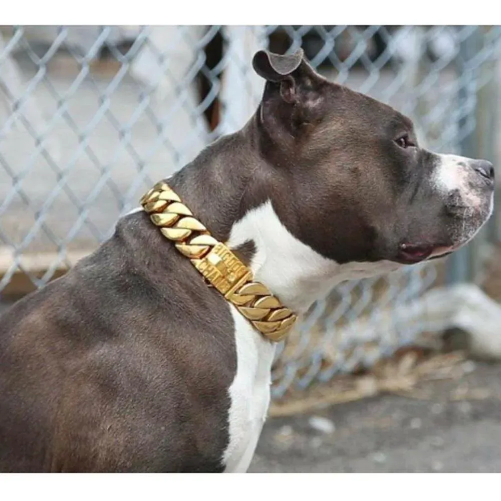 Dog with Cuban Link Collar