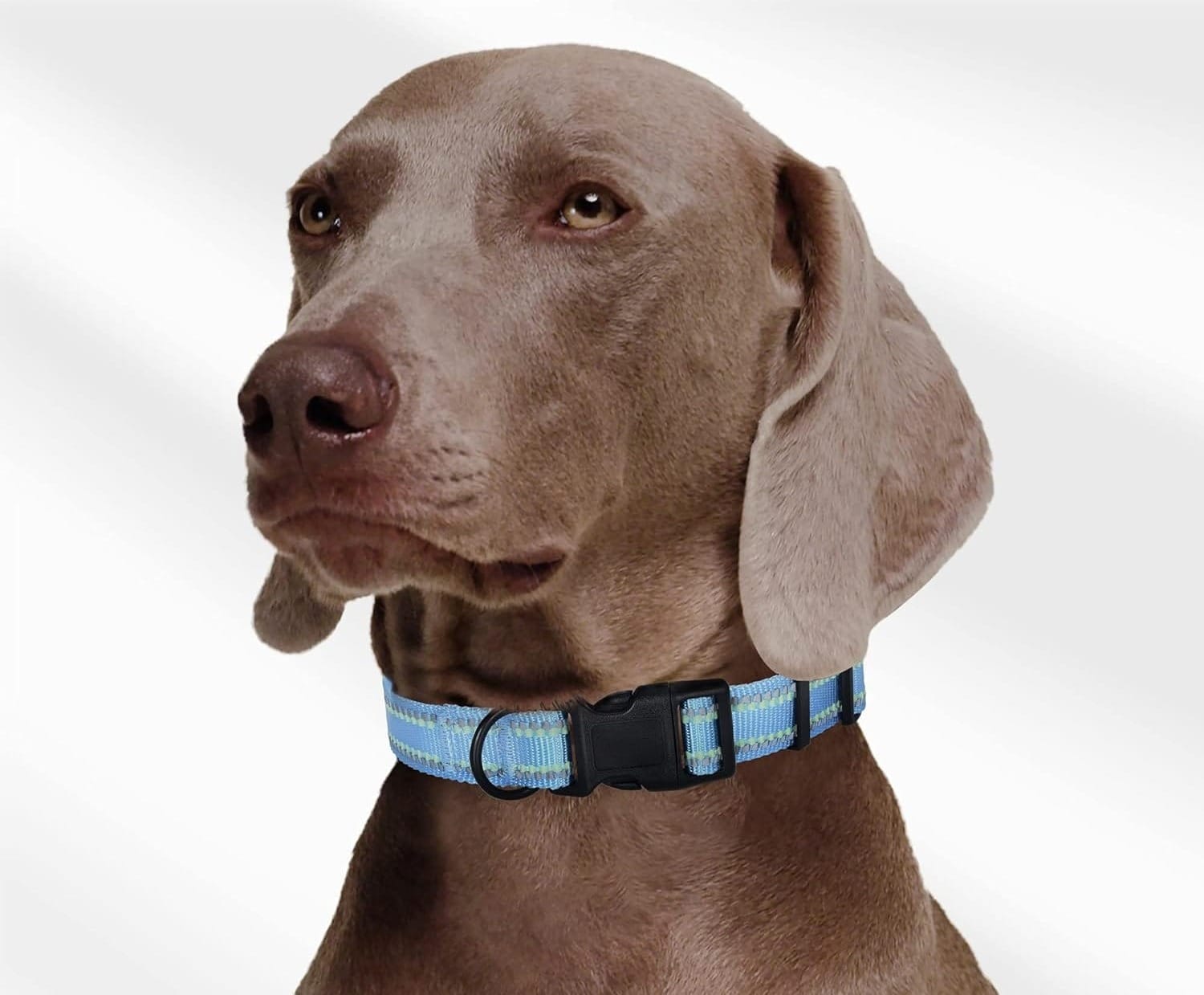 Baby Blue Dog Collar
