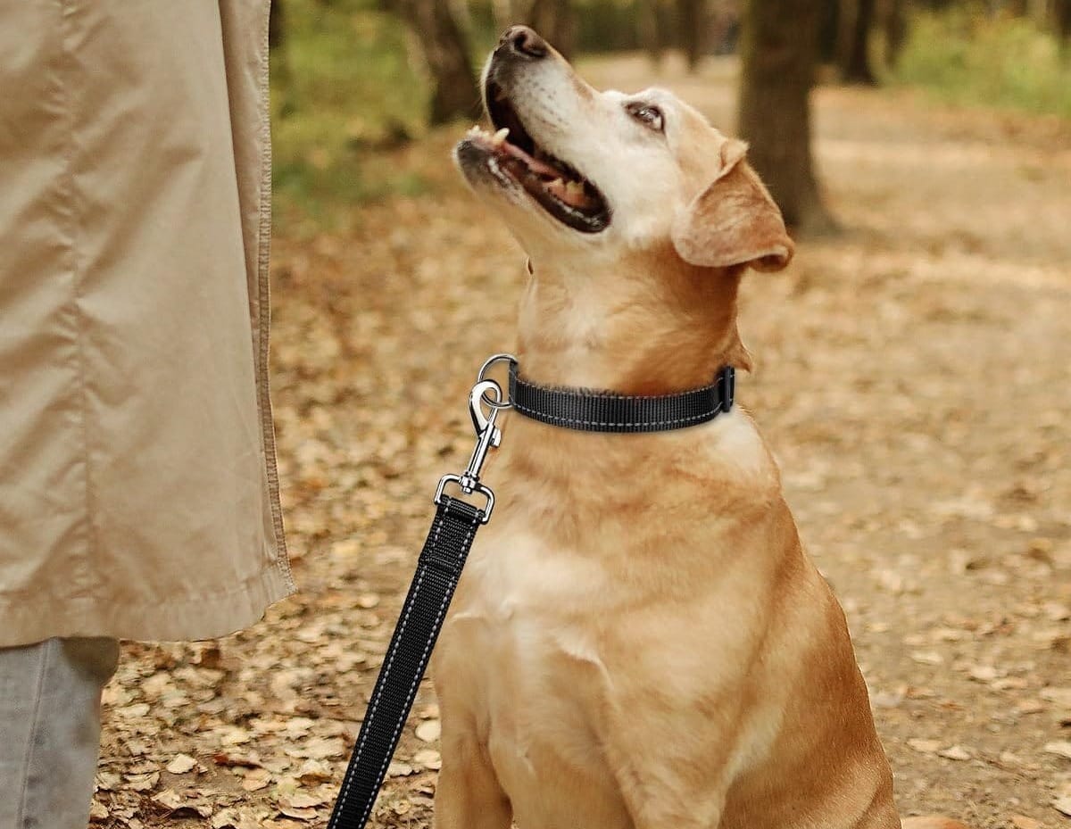 Quick Release Dog Collar