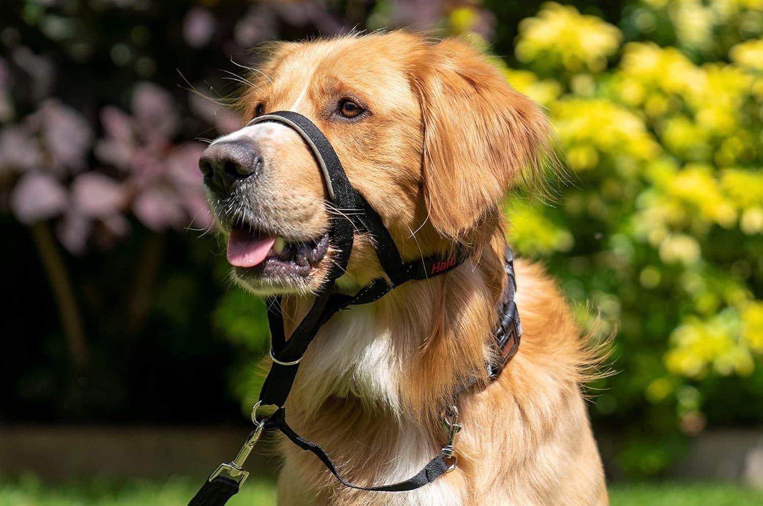 Head Halter for Dogs: