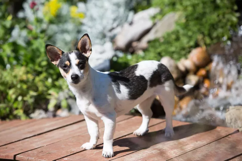 Rat Terriers