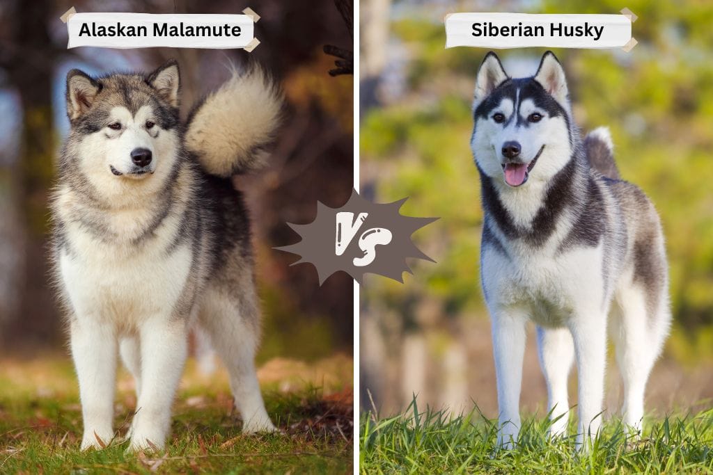 Are Alaskan Malamute and Husky the Same?