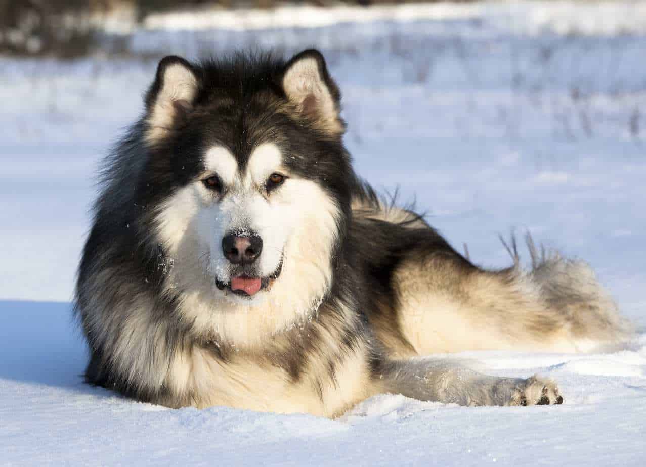Are Alaskan Malamute Big?