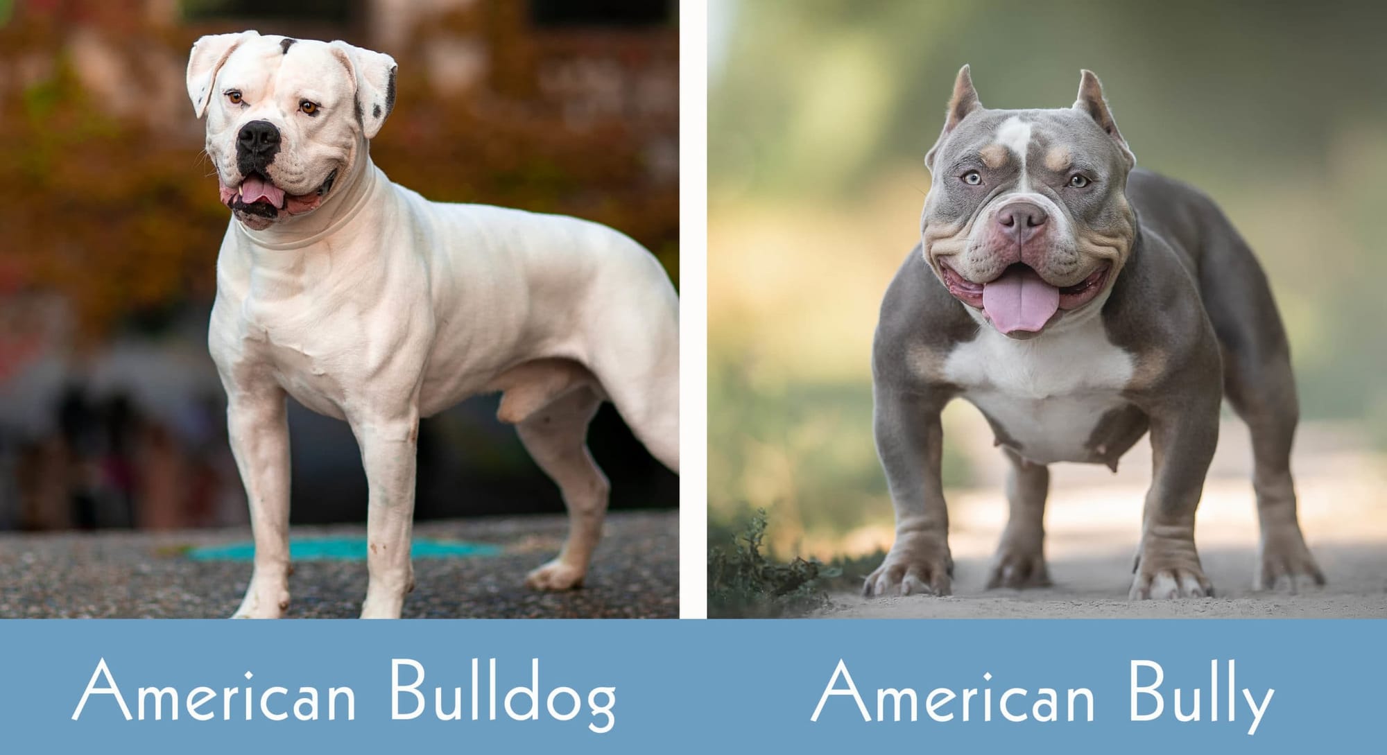Are American Bulldogs and American Bullies the Same?