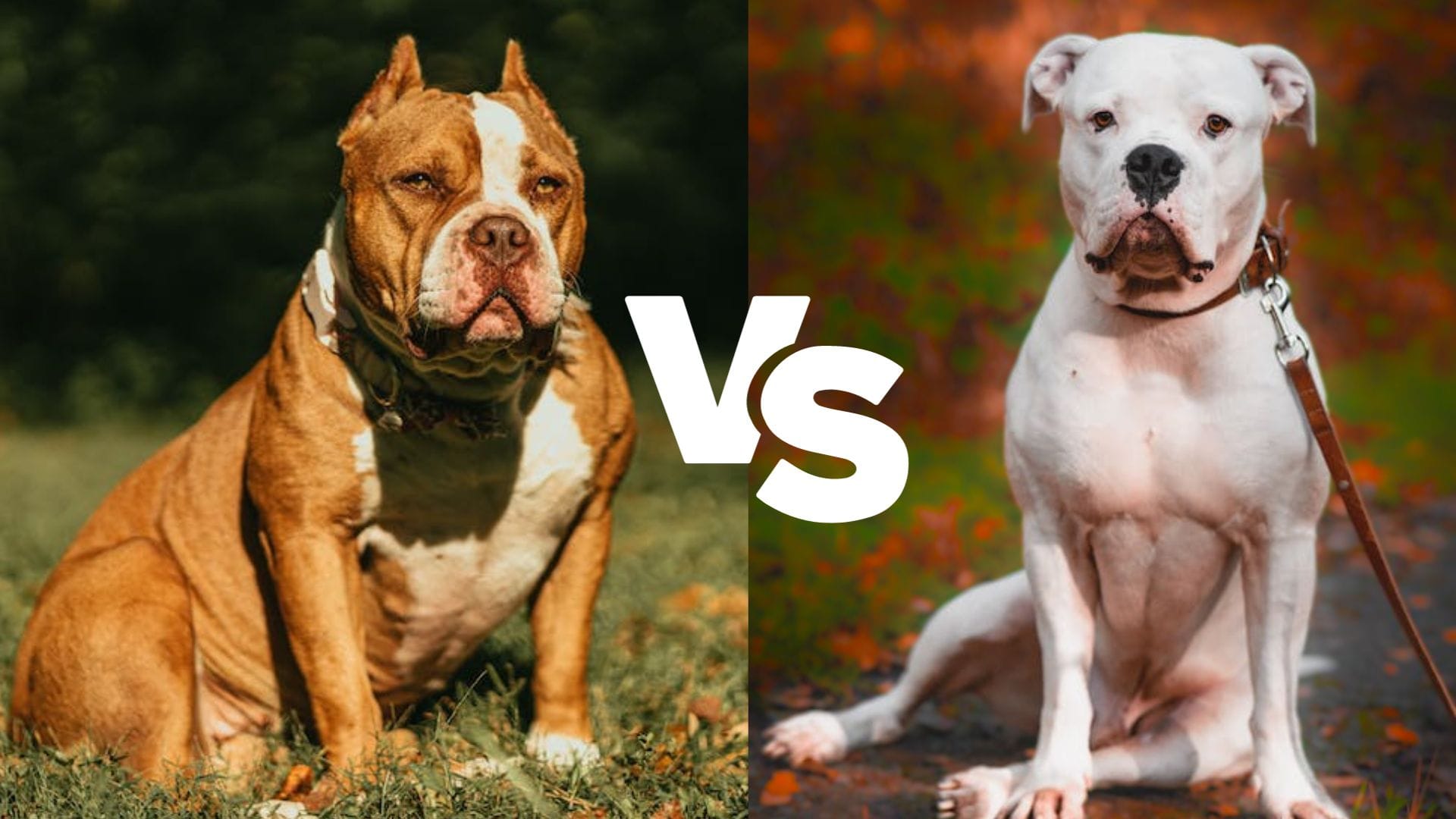 Are American Bulldogs Classified as XL Bullies?
