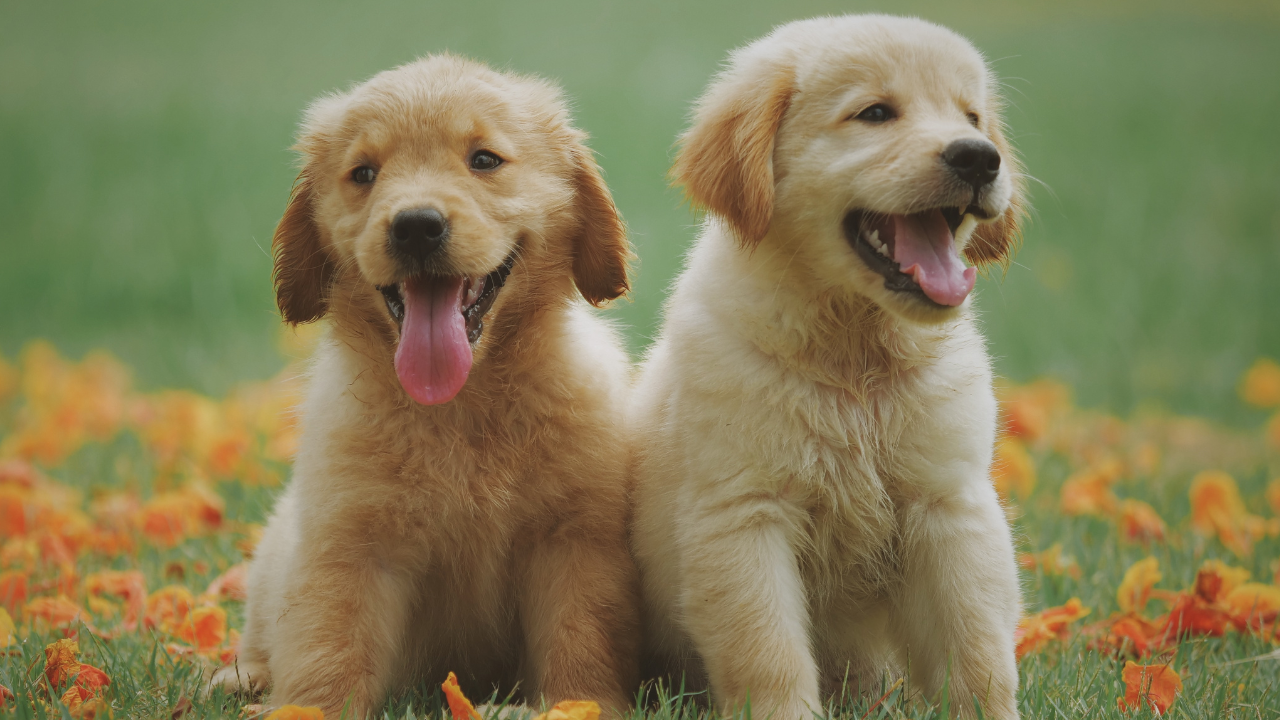 American Foxhound Puppies