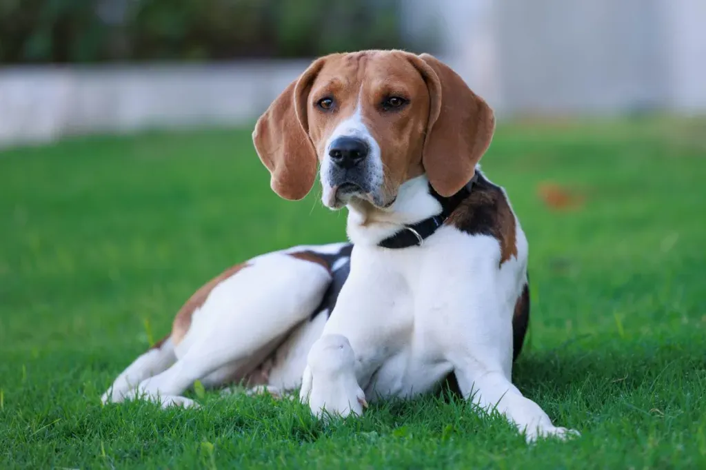 Are American Foxhounds Rare