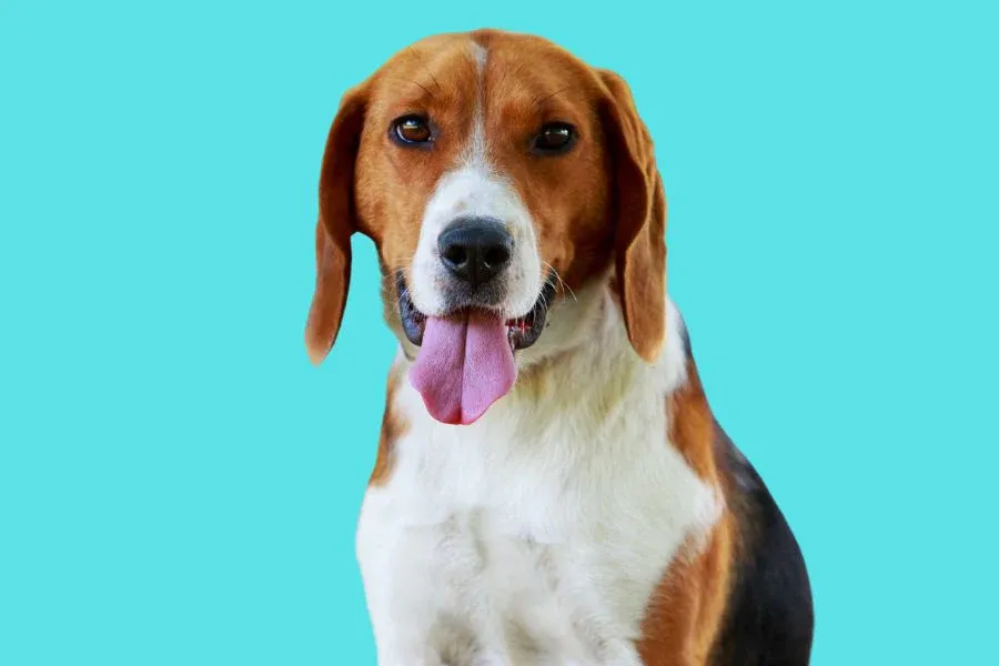 American Foxhounds: Shedding, Size, Temperament, and More