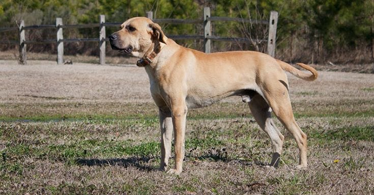 Black Mouth Cur Hunting Dogs
