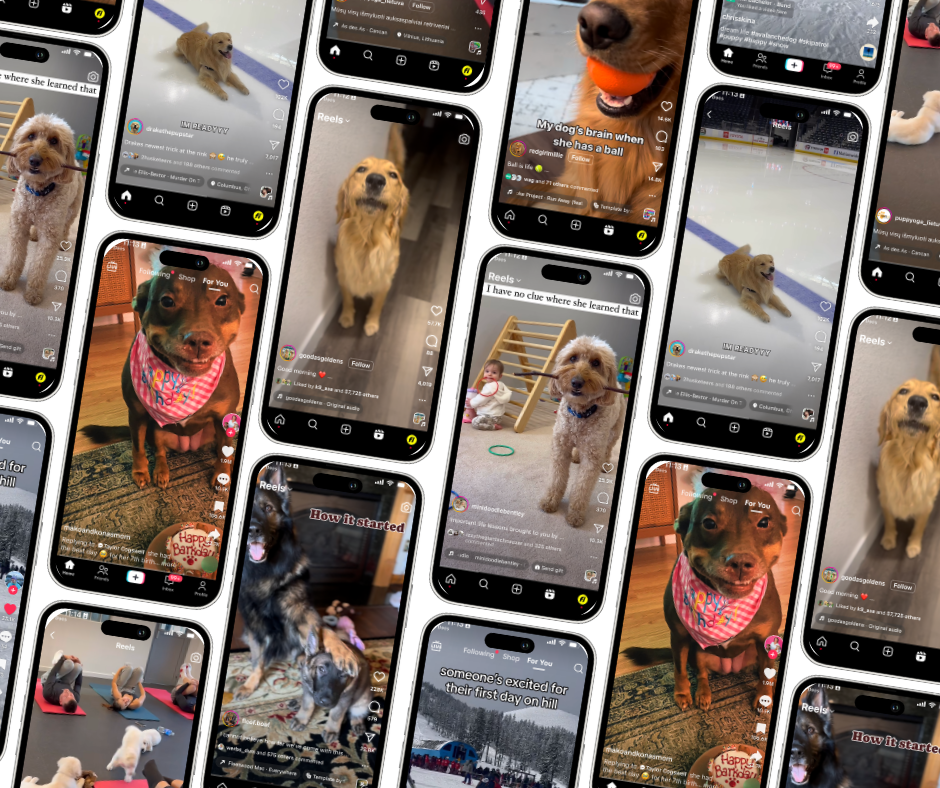 1/18/24: FI’S FAVORITE DOG VIDEOS OF THE WEEK