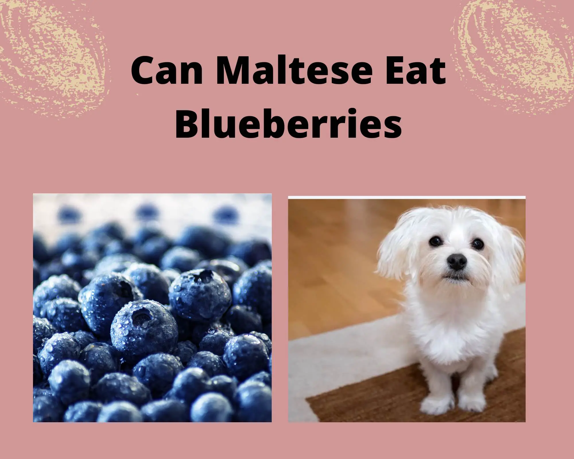 Can Maltese Dogs Eat Blueberries?