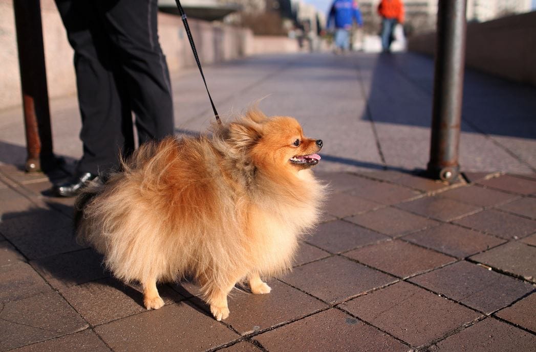 Are Pomeranians Easy to Train