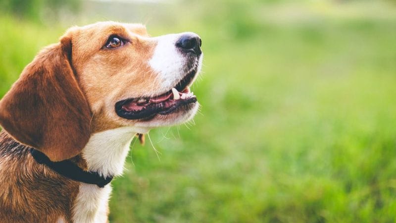 Citronella Bark Collars