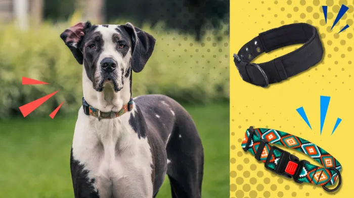 Dog Collar for Large Dogs