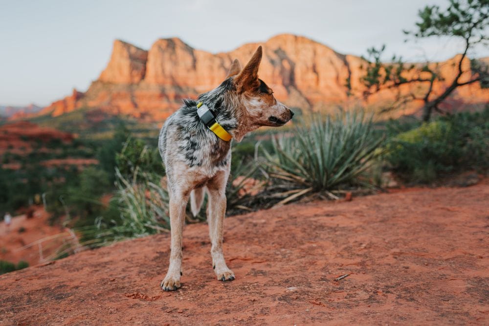 Discover the Top-Rated Hypoallergenic Dog Collars for 2024