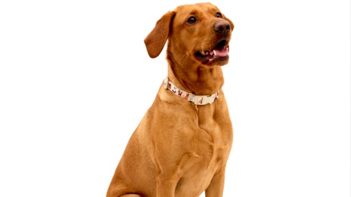 Disney Dog Collar: A Magical Accessory for Your Furry Friend
