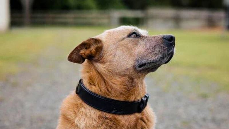 Dog wearing leather caller