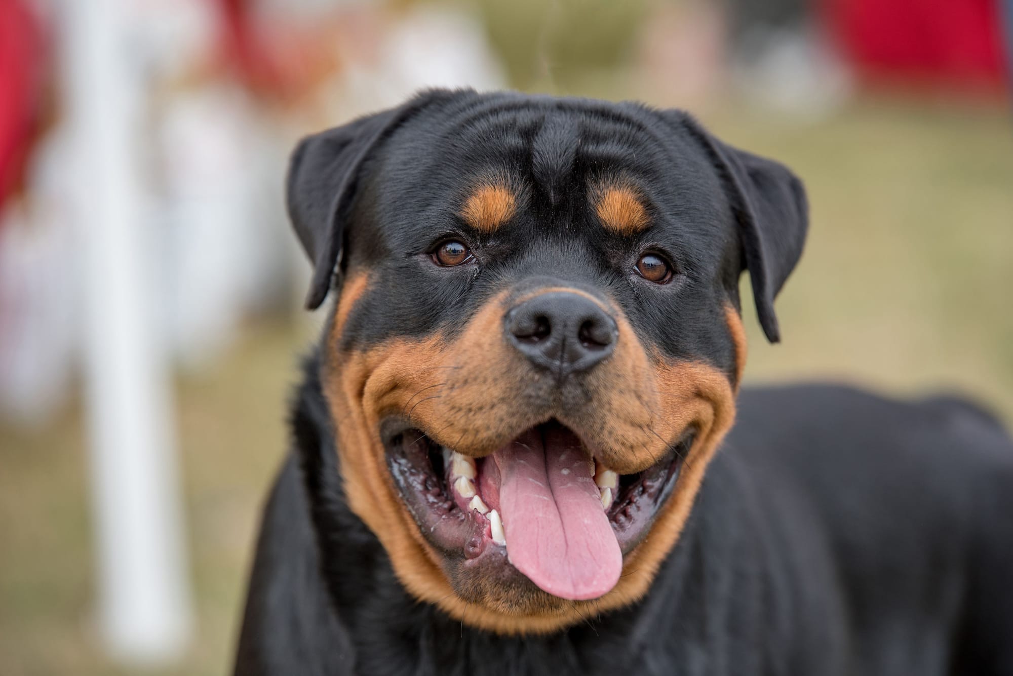 Rottweiler dog