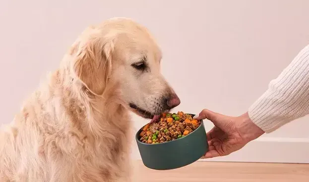 Can I Give My Golden Retriever Human Food? Expert Insight