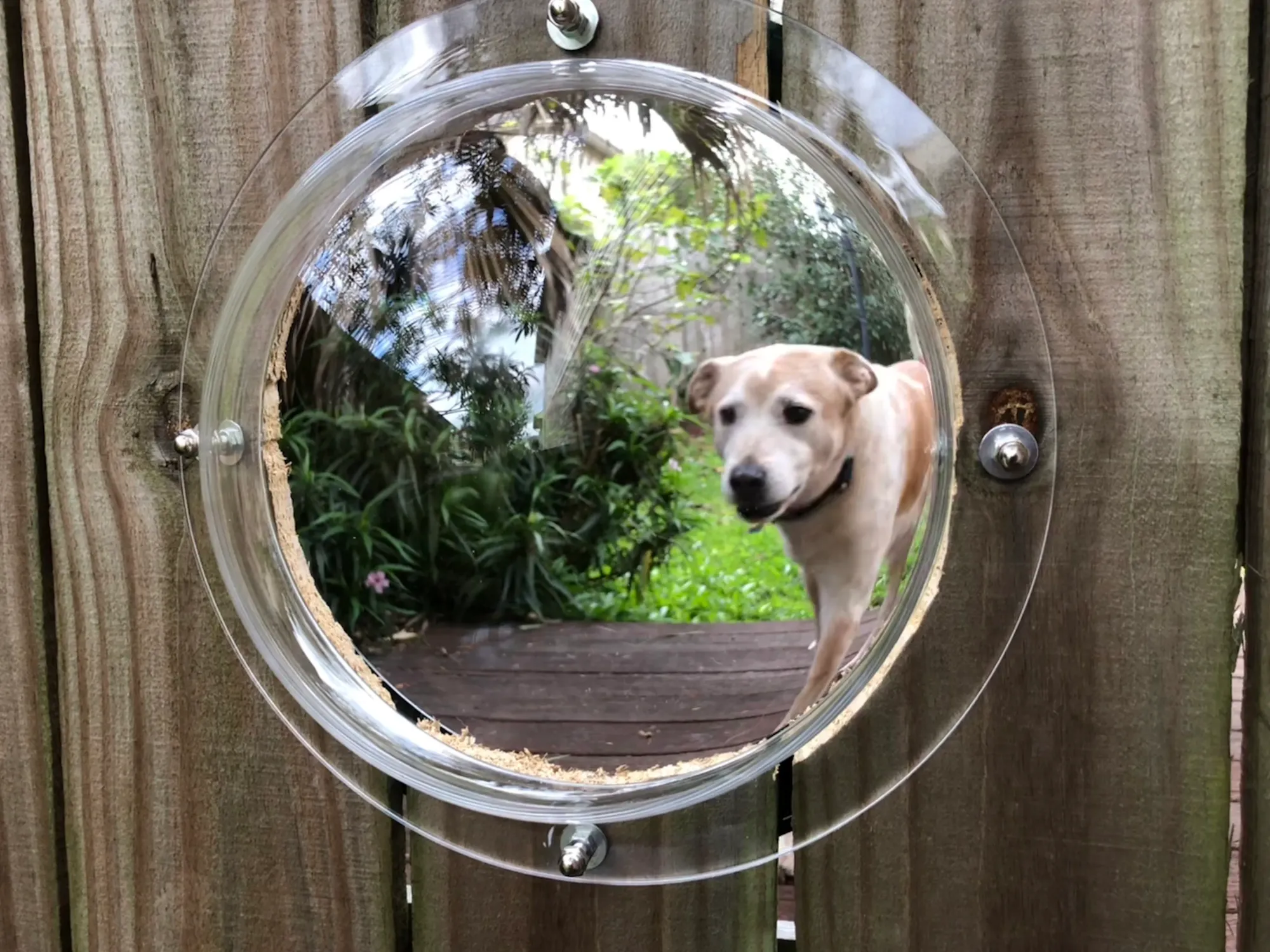 Dog Fence Bubble