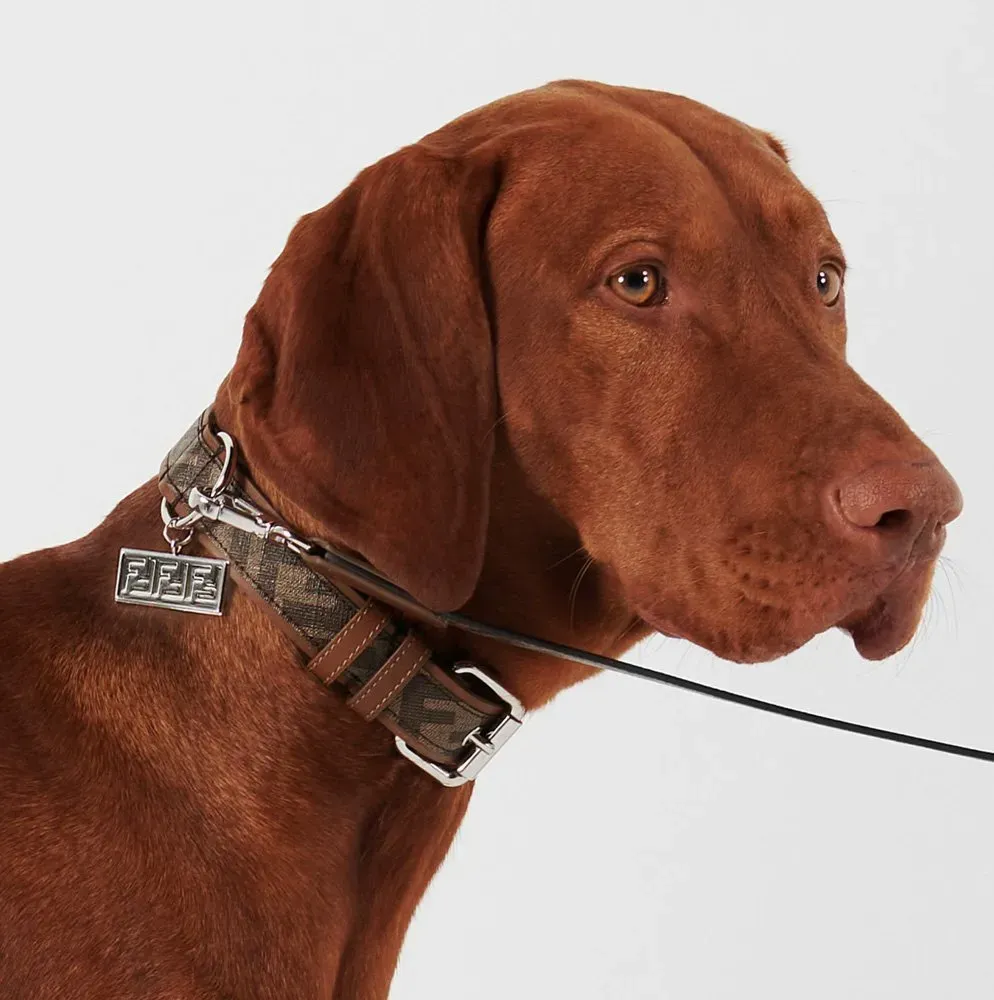 Luxury Brand Dog Collars: Top Guide for Choosing Best