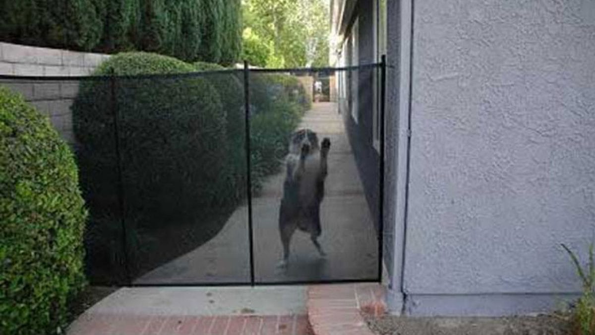 Fence Netting For Dogs