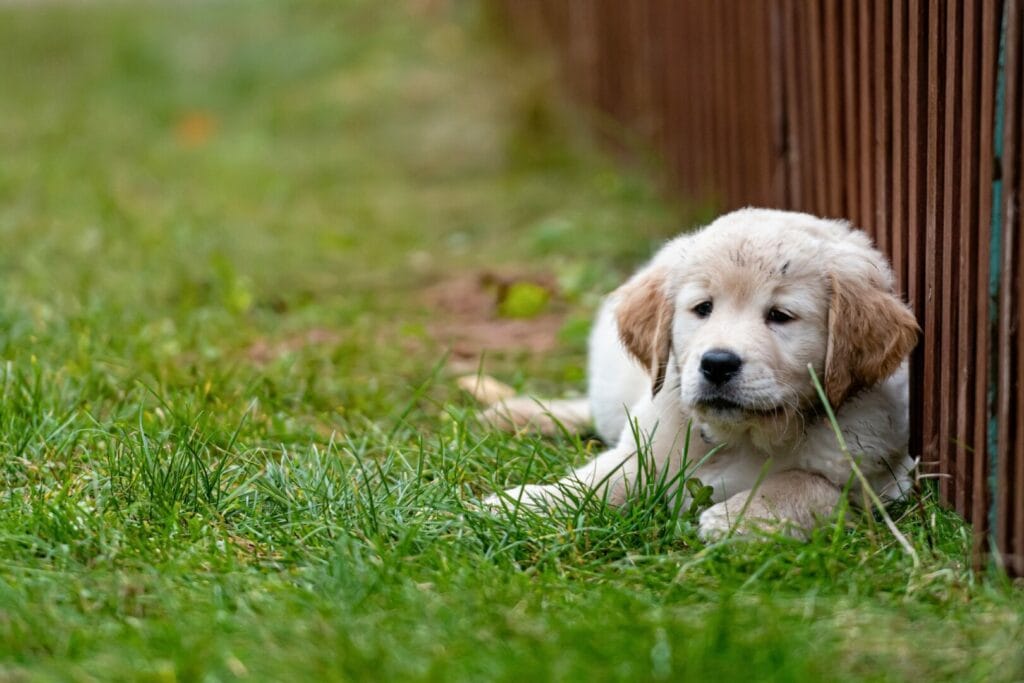 No Dig Fence For Dogs