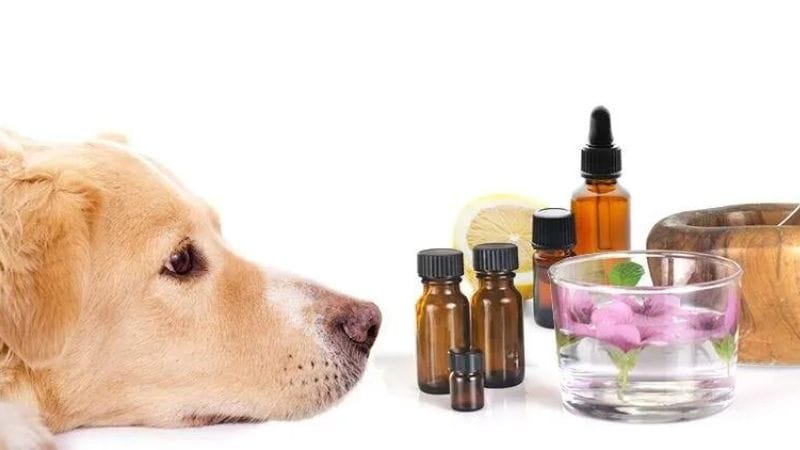 Oregano Oil for Dogs