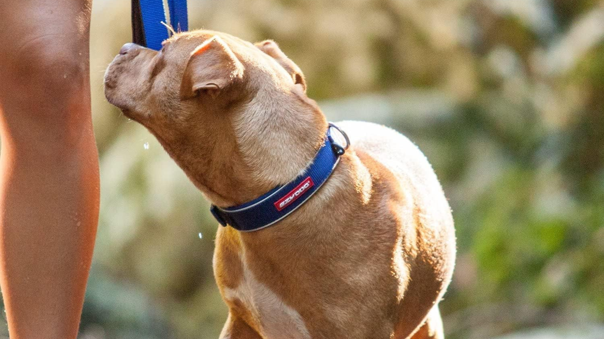 Pink Camo Dog Collar