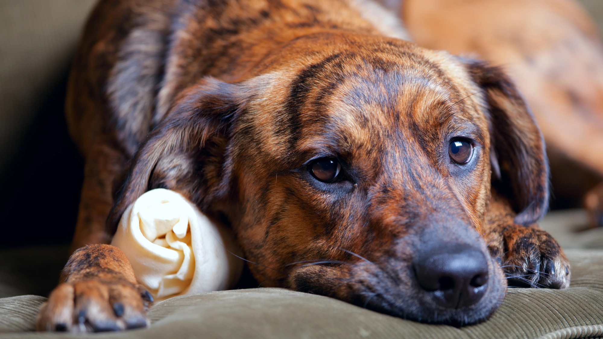 What is the Lifespan of a Plott Hound