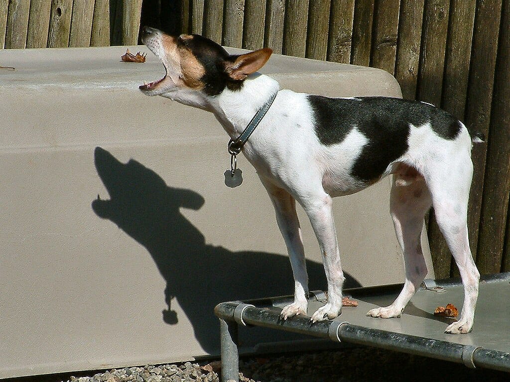Rat Terrier barking