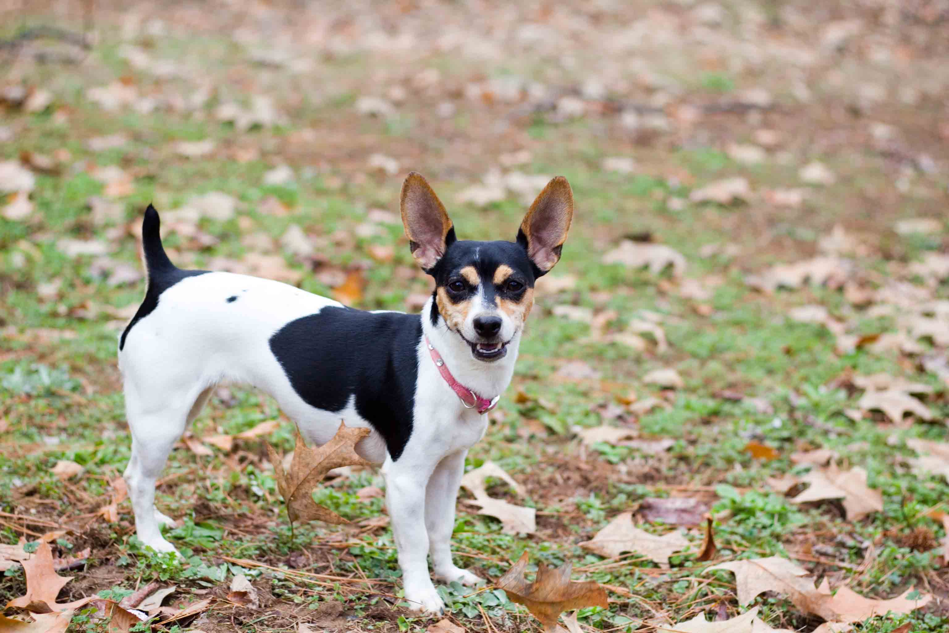 Do Rat Terriers Kill Rats?