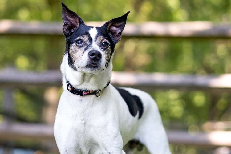 Do Rat Terriers Kill Mice?