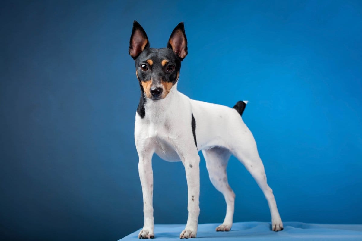 Rat Terriers
