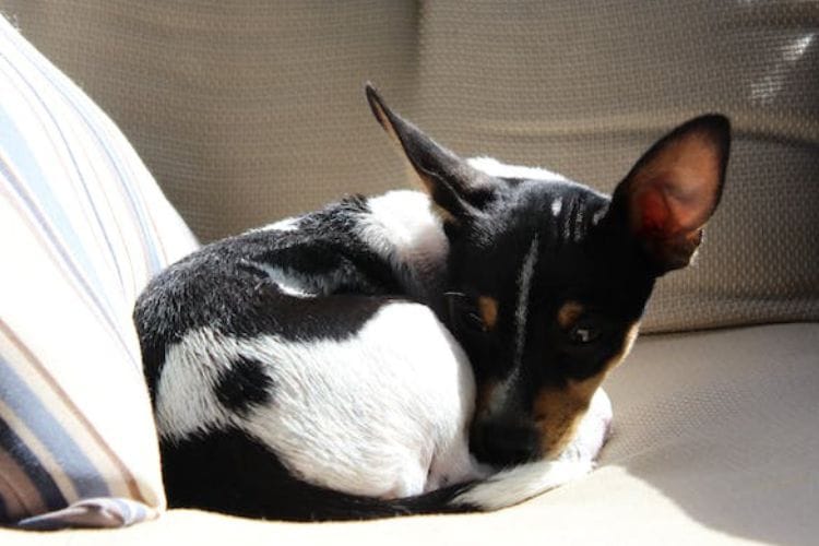 Rat Terriers
