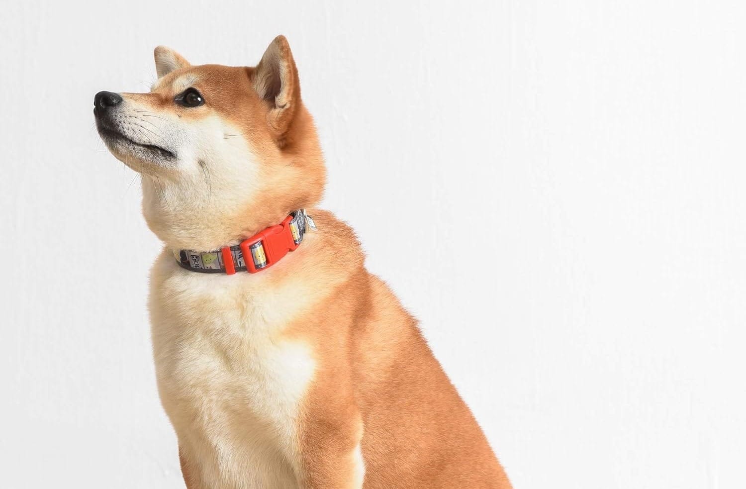 Star Wars Dog Collar