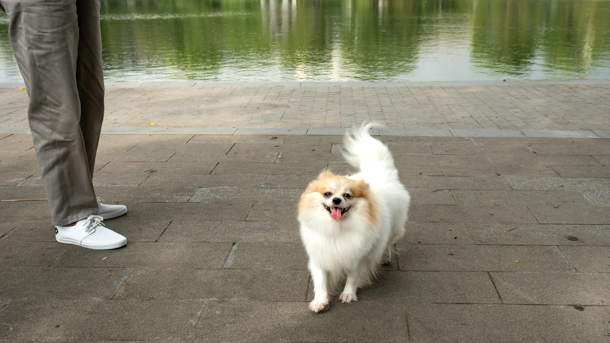 Are Pomeranian Puppies Easy to Train