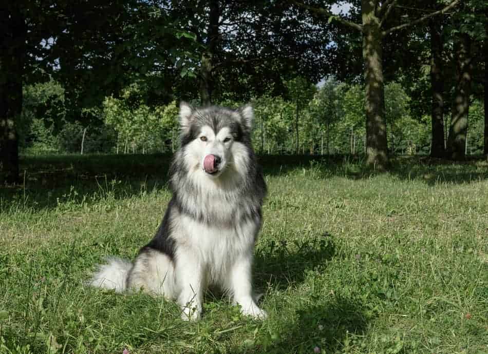 can alaskan malamute live in hot weather?