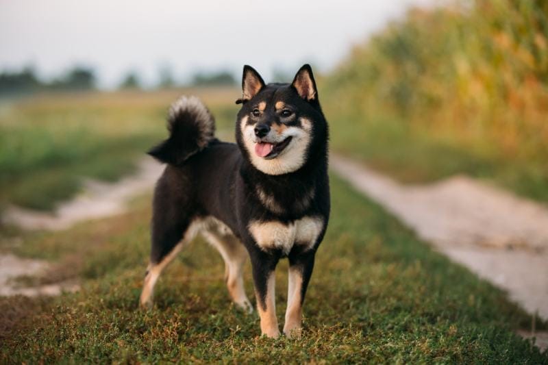 Black Shiba Inu