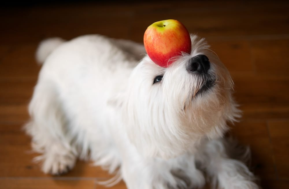 Can Maltese Dogs Eat Apples?