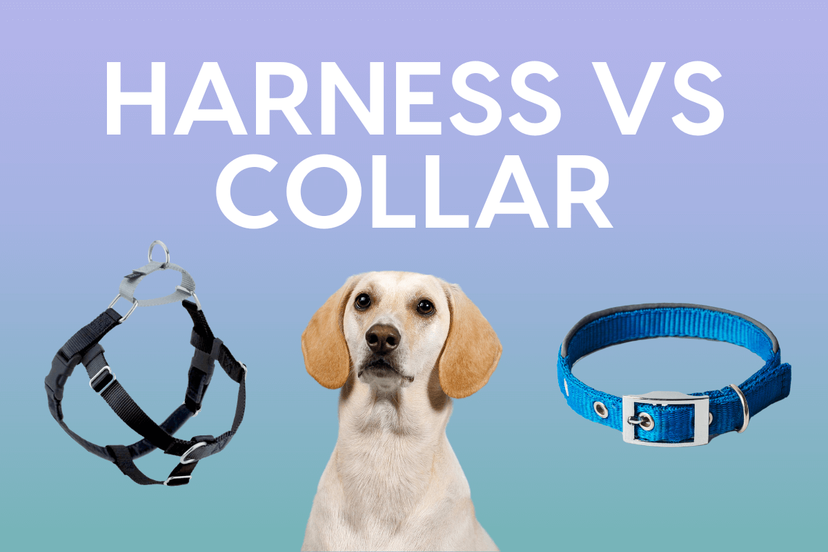 Difference Between a Harness and a Collar