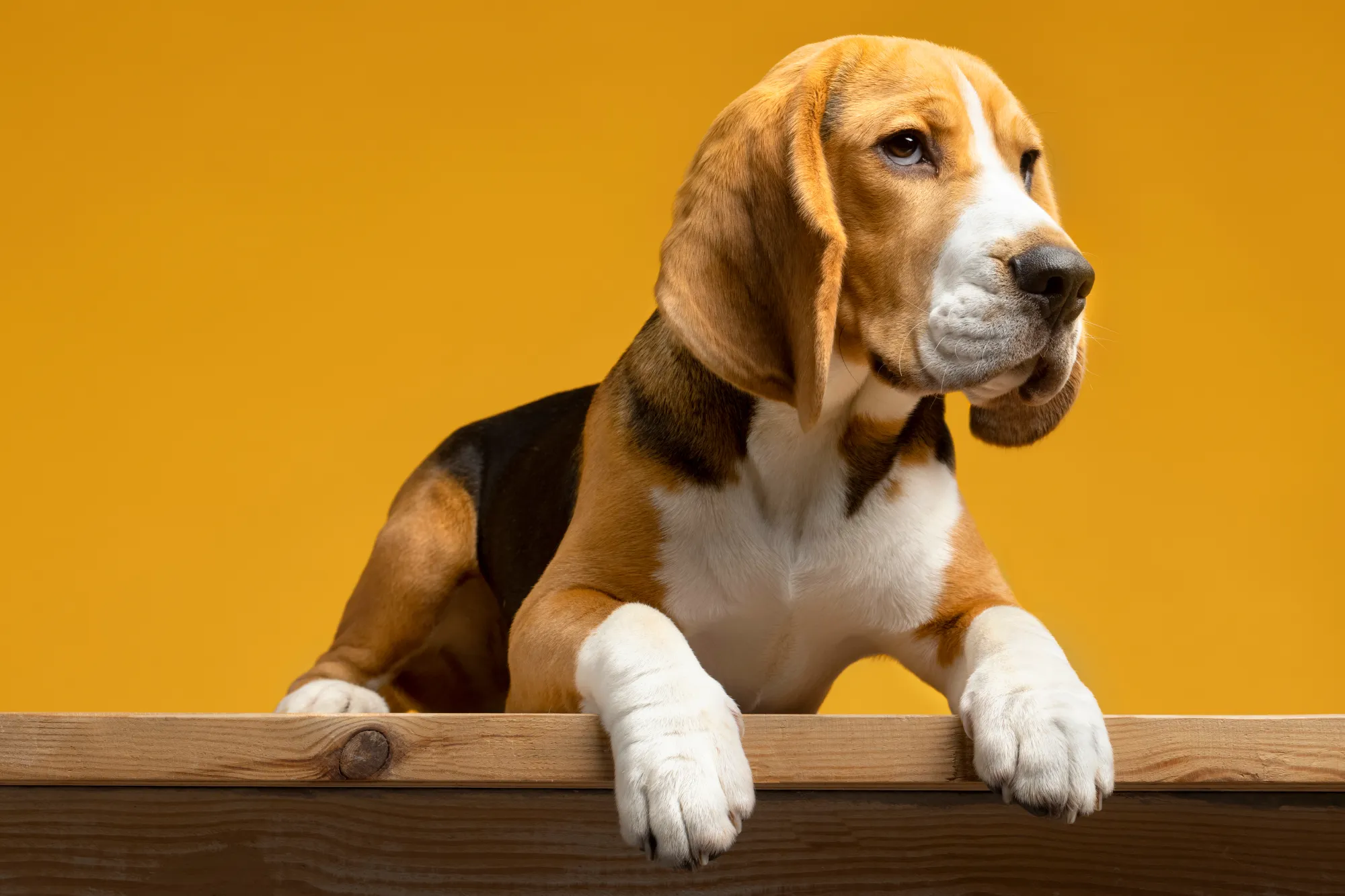 Mini Basset Hound: Everything You Need to Know About This Adorable Breed