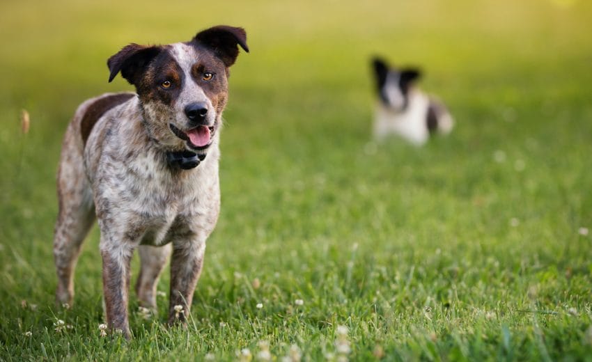 Are Invisible Fences Safe for Dogs?