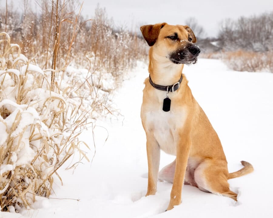 Do Black Mouth Cur Have Webbed Feet