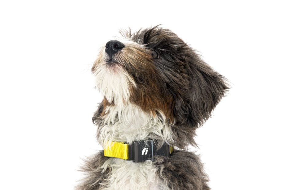 breakaway dog collars