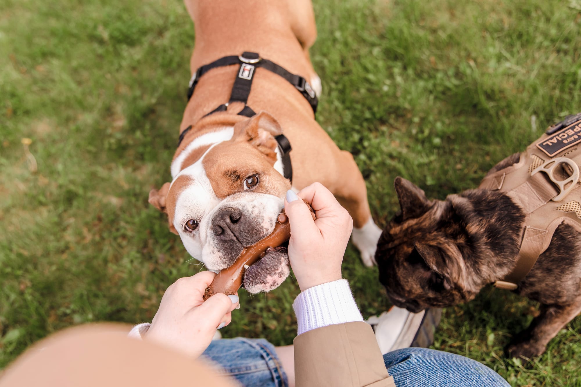 What Is a Bully Stick?