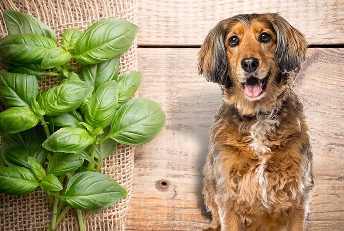 Is Basil Safe for Dogs?