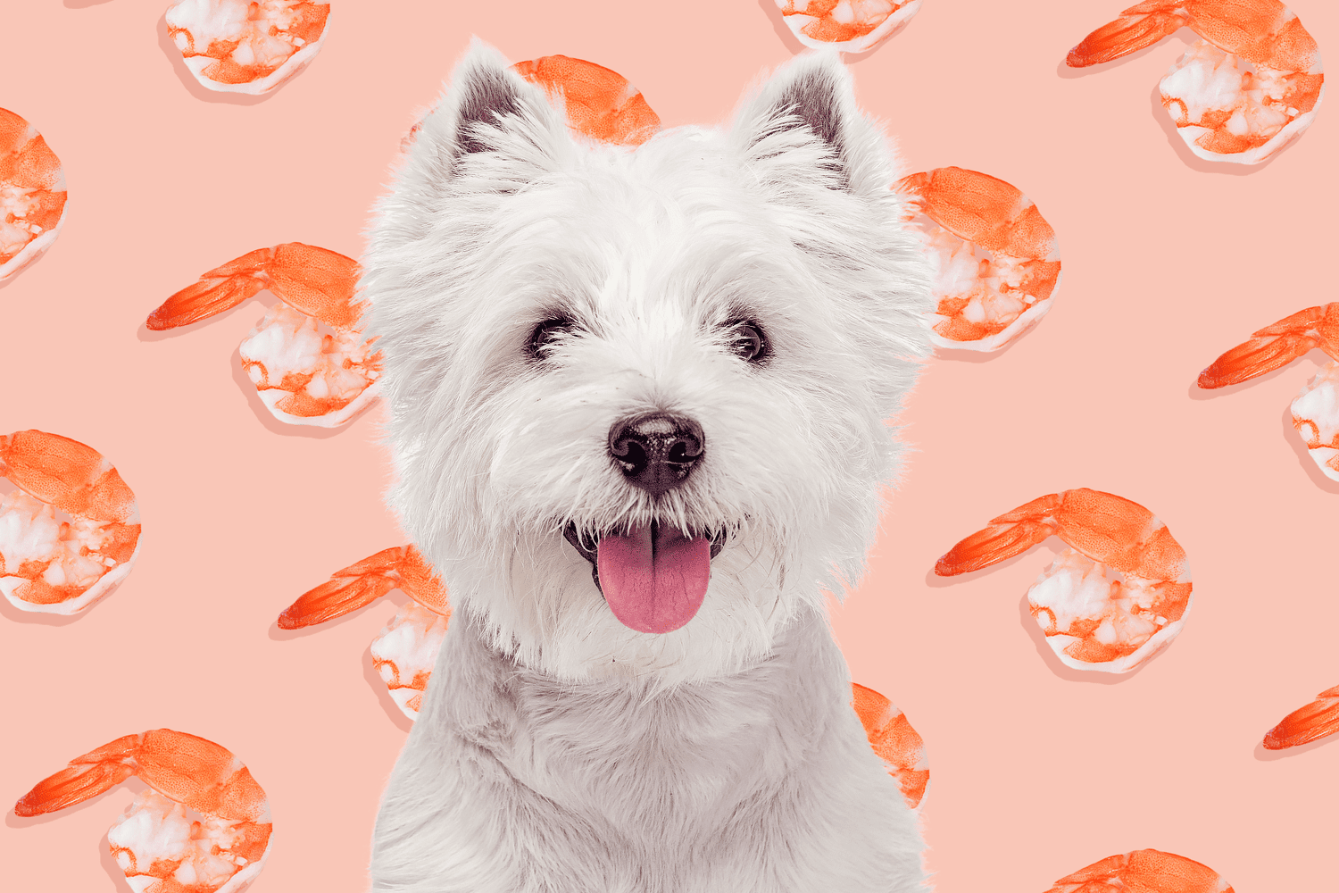 Can Maltese Dogs Eat Salmon?